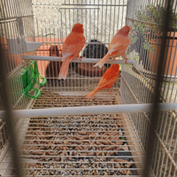 Vendita canarini rossi