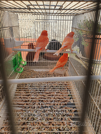 Vendita canarini rossi