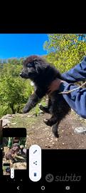 Cagnolini