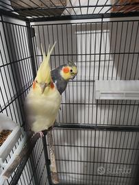 Coppia cocorita con gabbia