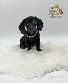 Maschietti Bassotto Black