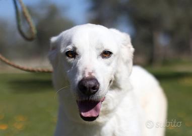 Ellen, buona e timida vuole una famiglia sua