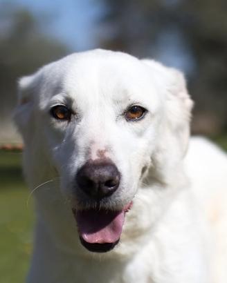 Ellen, buona e timida vuole una famiglia sua