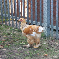 Gallo Brahma