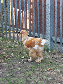 Gallo Brahma