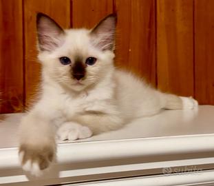 Gattina Sacro di Birmania con pedigree