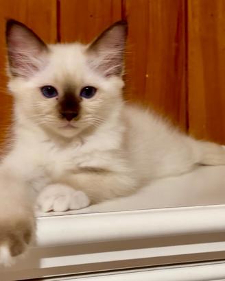 Gattina Sacro di Birmania con pedigree