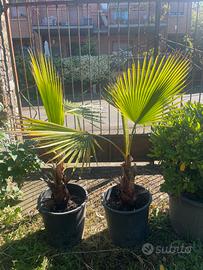 Coppia di Palme Nane