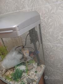 Acquario