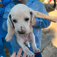 Cucciolo di dalmata
