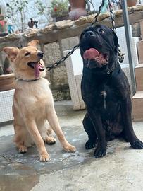 Cani Corso