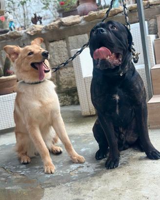 Cani Corso