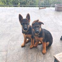 Cuccioli pastore tedesco