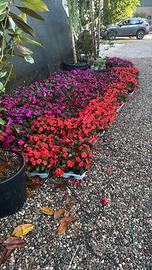 empatiens Nuova Guinea vaso 14