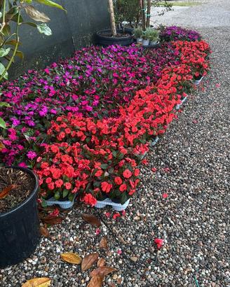 empatiens Nuova Guinea vaso 14