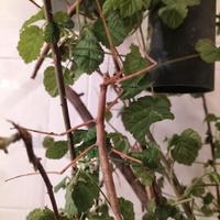 Insetti stecco vietnamita Medauroidea extradentata