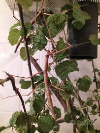 Insetti stecco vietnamita Medauroidea extradentata