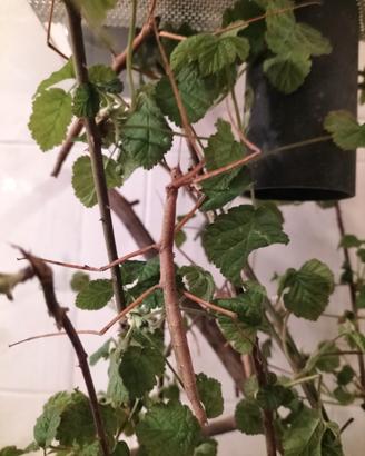 Insetti stecco vietnamita Medauroidea extradentata