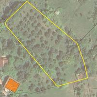 Terreno alla località Fievo con uliveto avviato