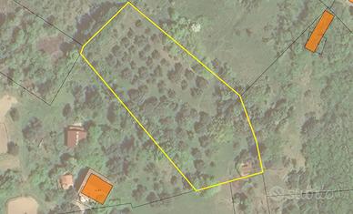 Terreno alla località Fievo con uliveto avviato