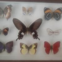 collezione farfalle 