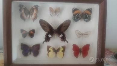 collezione farfalle 