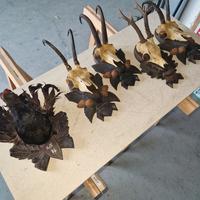 trofei di caccia per Andrea