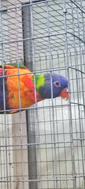 Lory arcobaleno e conuri jandaya
