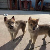 Cuccioli Husky pastore belga