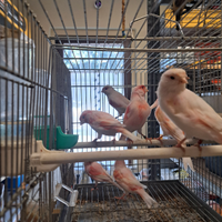 Canarini mosaici rossi