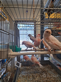 Canarini mosaici rossi