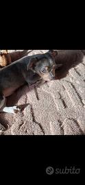 Chihuahua per monta