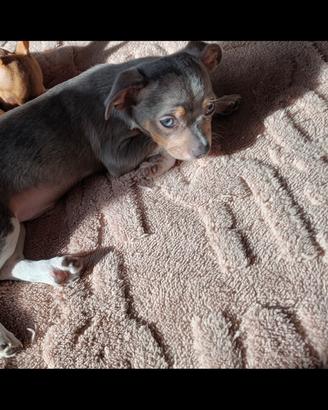 Chihuahua per monta