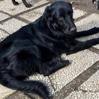 Un Cucciolo meraviglioso per te