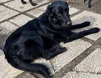 Un Cucciolo meraviglioso per te