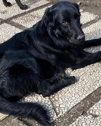 Un Cucciolo meraviglioso per te