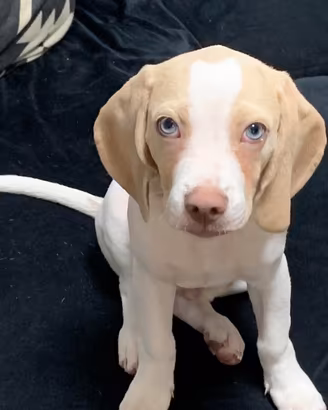 Cuccioli Labrador/husky