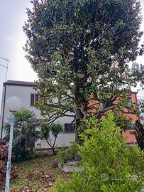 Bifamiliare a 3 km da Adria