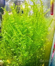 Muschio di Java Moss