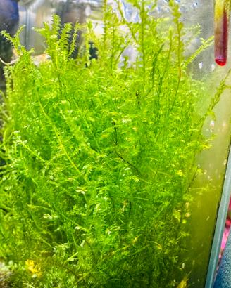 Muschio di Java Moss