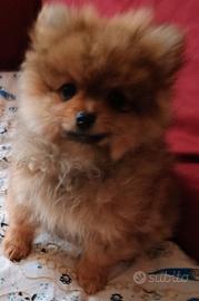 Volpino di Pomerania femmina
