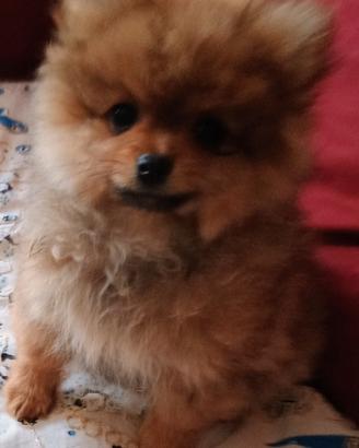 Volpino di Pomerania femmina