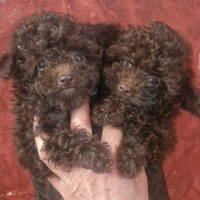 Barboncini tea cup asiatici