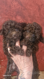 Barboncini tea cup asiatici