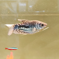 Pesce Trichopodus colore blu