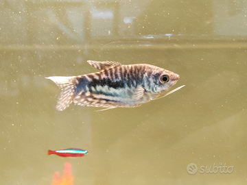 Pesce Trichopodus colore blu