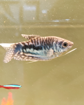 Trichopodus colore blu maschio