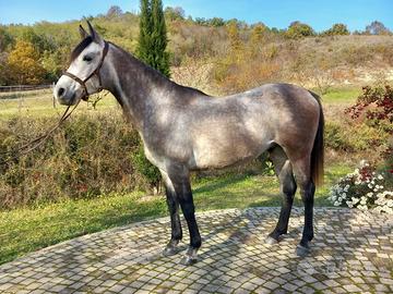 Due cavalli Arabi