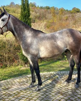 Due cavalli Arabi