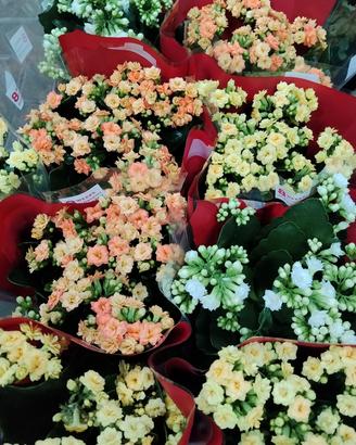 Piante di kalanchoe 